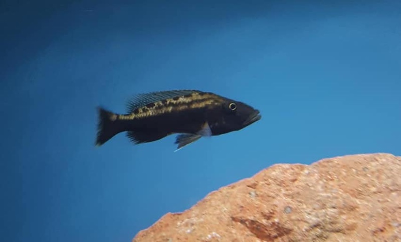 Tyrannochromis polyodon